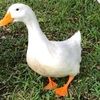 ducklady731